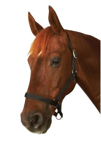 Roma Everyday Headcollar