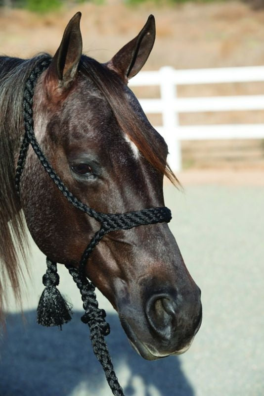 Pro Cho Cowboy Braided Halter 10 Lead Black