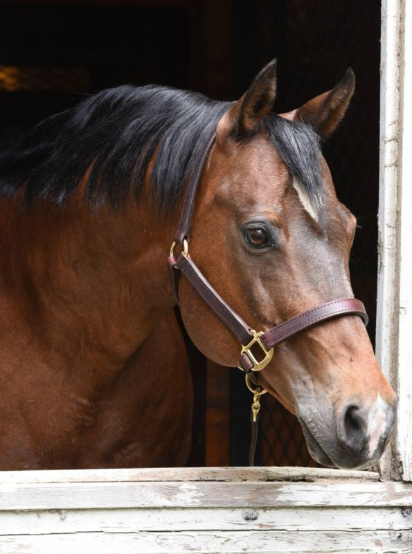 Perris 1In Premium Leather Halter