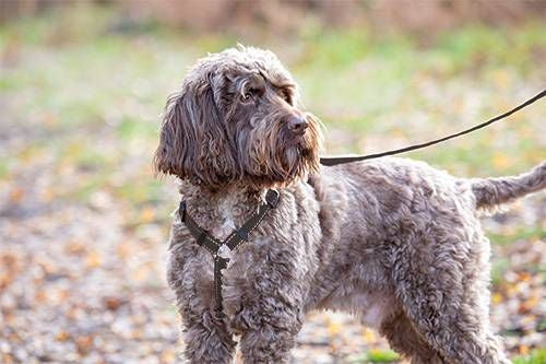 Shires Digby Fox Webbing Dog Harness