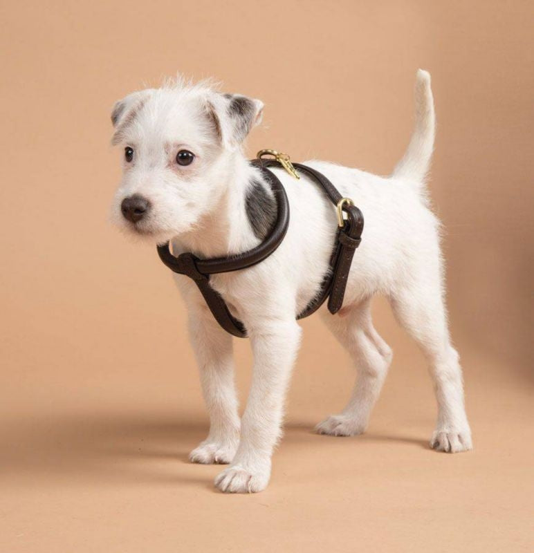 Shires Digby Rolled Leather Harness