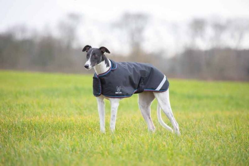 Shires Digby & Fox Waterproof Greyhound Coat Large