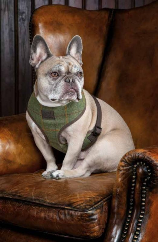 Shires Digby/Fox Tweed Dog Harness