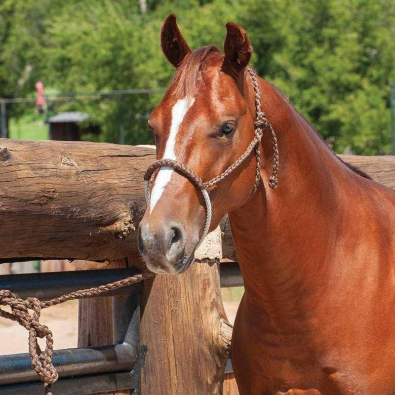 Classic Equine Braided Rope Halter with 8' Lead Bl
