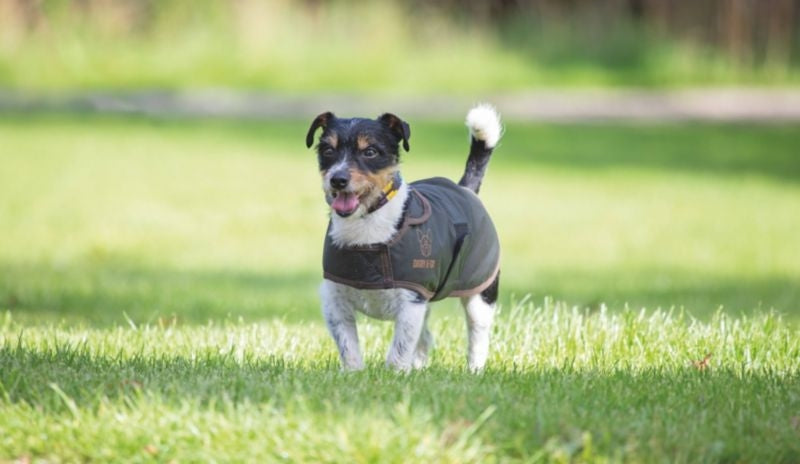 Shires Digby/Fox Wax Coat