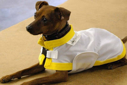 Saratoga Horseworks K9 Kool Coat 8 White/Black