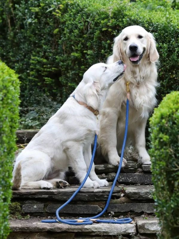 Shires Digby Fox Reflective Dog Lead