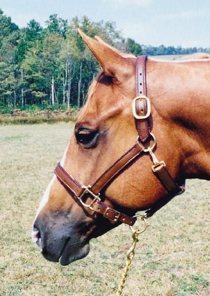 1In Halter-Crown Buckle/Brass Hardware Horse Brn
