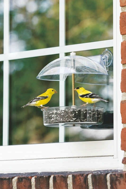 Droll Yankees Winner Window Feeder