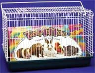 Small Animal Take Me Home