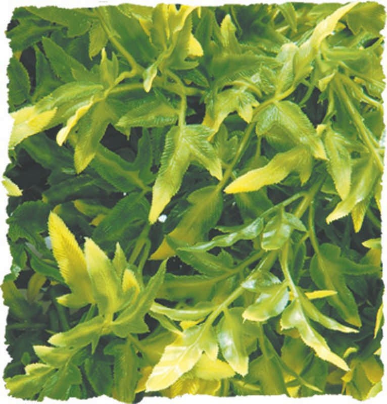 Plant Bolivian Croton Medium Green