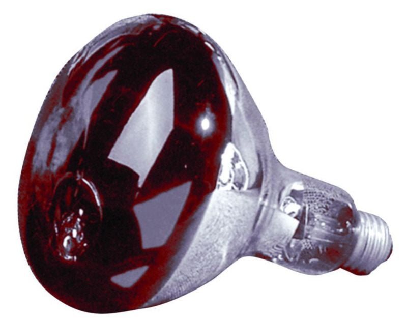 Heat Lamp Bulb 250 Watt Red