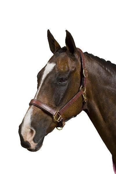 Collegiate Padded Leather Halter