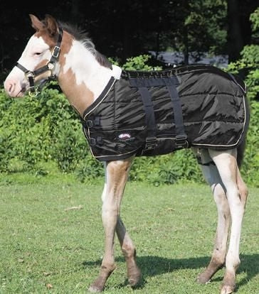 Weaver 420D Foal Stable Blanket 39 Black