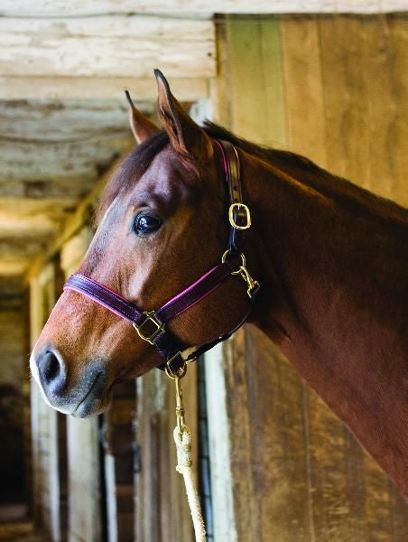 Perri's Soft Padded Leather Halter