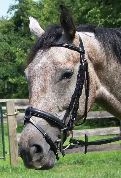 Shannon Raised Padded Snaffle Bridle
