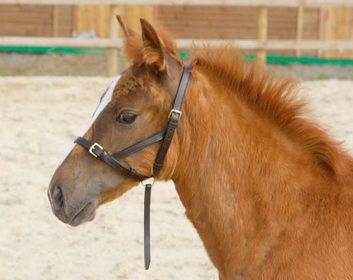 Leather Foal Slip Foal Havana