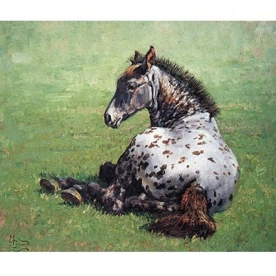Appaloosa Foal 4.5 x 3.75