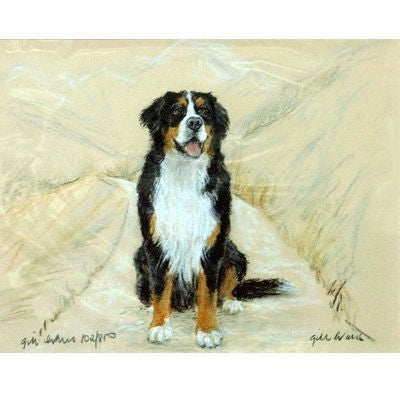 Bernese Mountain Dog By Gill Evans Matted
