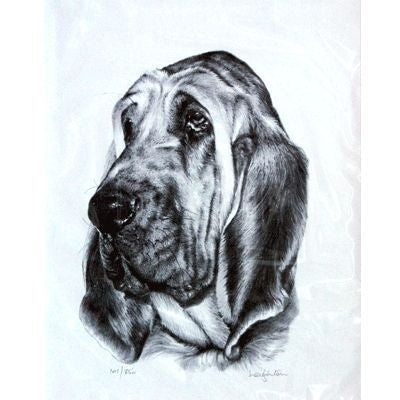 Bloodhound By Sandra Leighton Matted 10.75x12.75