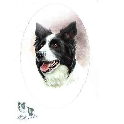 Border Collie by Josephine Copley 9x12.5