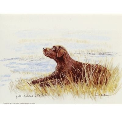 Chocolate Labrador-Gill Evans Matted 12.75 x 10.75