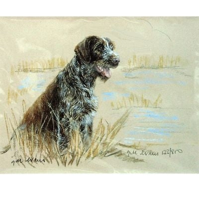 German Wirehair Pointer Matted 12.75 x 10.75