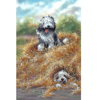 Hide and Seek By Paul Doyle 9 x 12.75