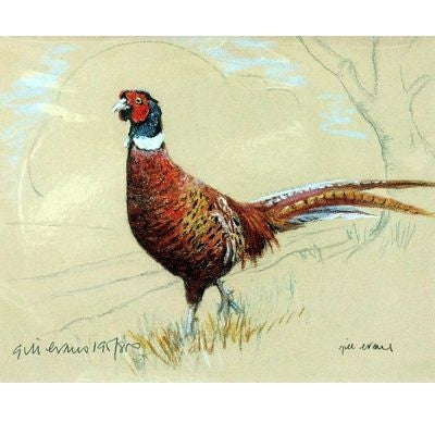 Pheasant By Gill Evans Matted 12.75 x 10.75