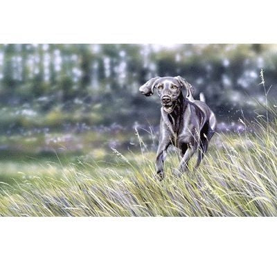 Quicksilver By Paul Doyle 13 x 8.5
