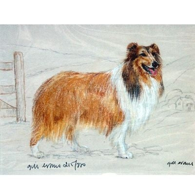 Rough Collie By Gill Evans Matted 12.75 x 10.75