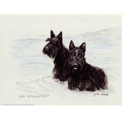 Scottish Terriers By Gill Evans 12.75x10.75