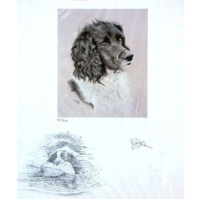 Springer Spaniel By Refna Hamey 12 x 14