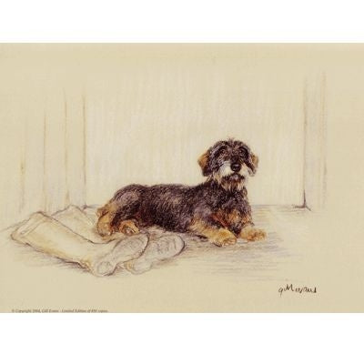 Wire Haired Dachshund By Gill Evans 12.75 x 10.75