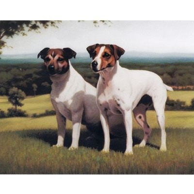Wisdom and Youth Jack Russells 6 Pack