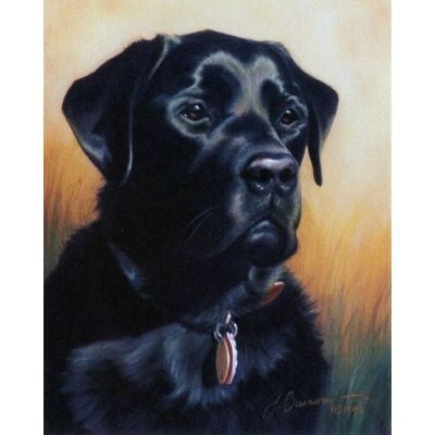 Stalwart Fellow Labrador Retriever 6 Pack