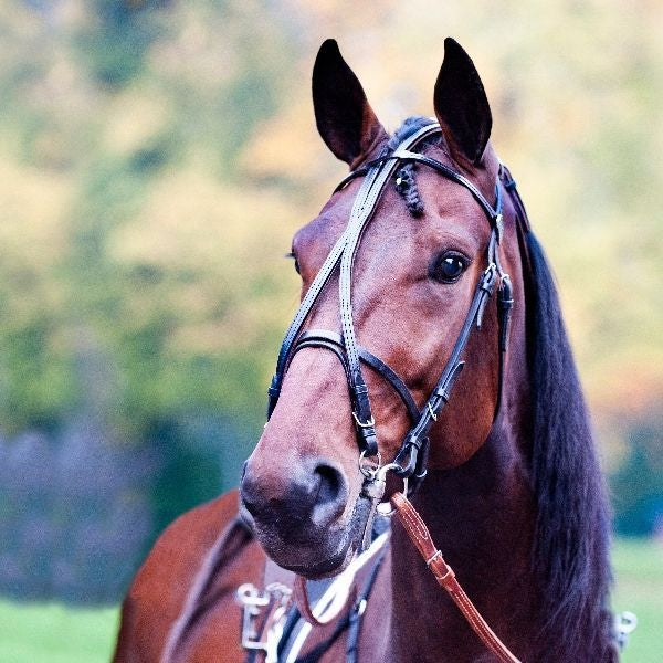 HorZe Elite Open Leather Race Bridle Black