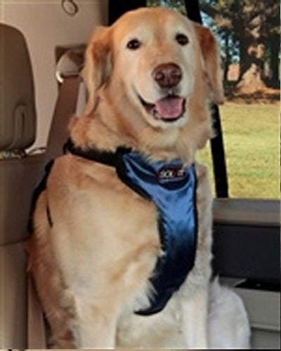 Solvit Pet Vehicle Safety Harness