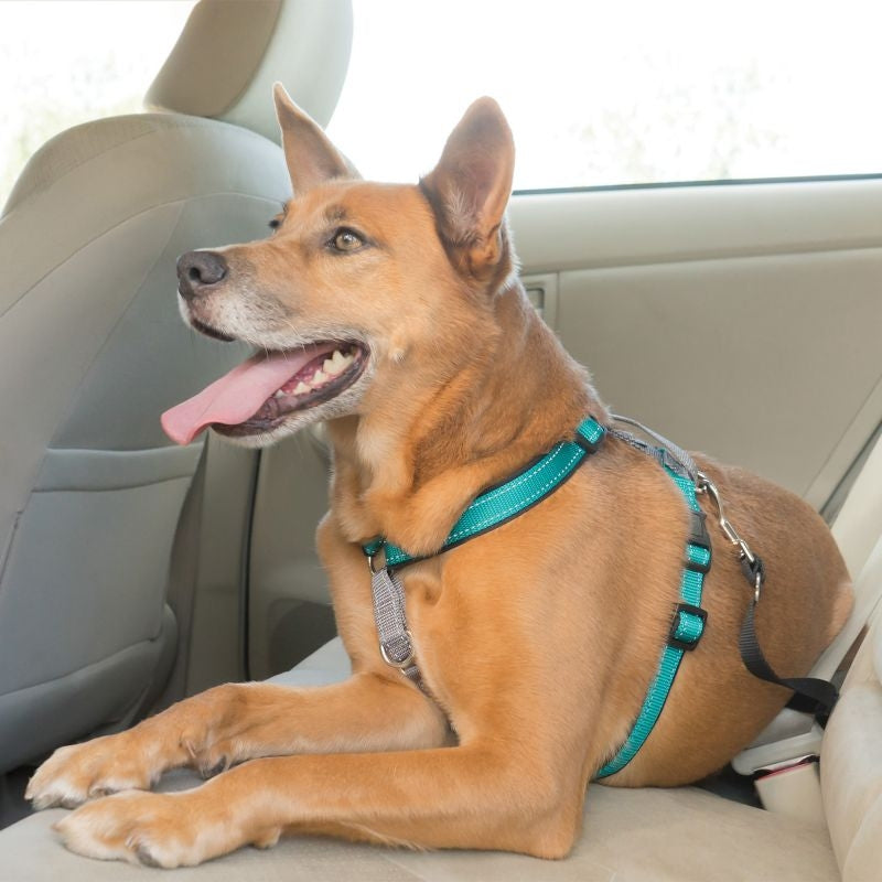 PetSafe 3in1 Dog Harness