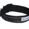 Baydog Tampa Dog Collar