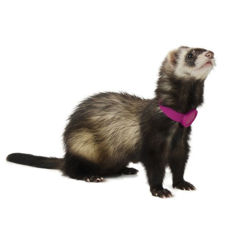 Marshall Ferret Finder