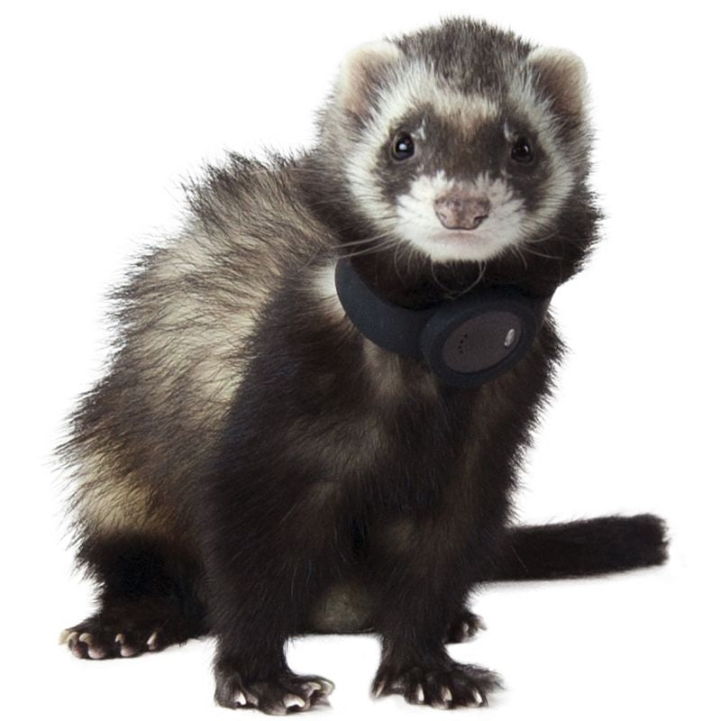 Marshall Ferret Finder