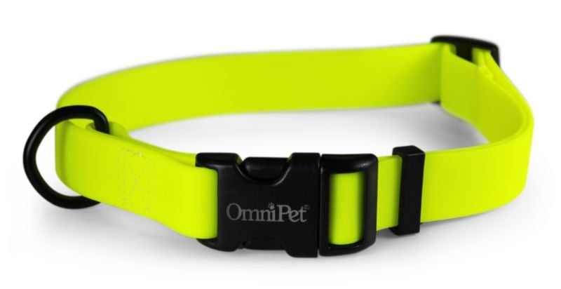 Carnival Waterproof Dog Collar