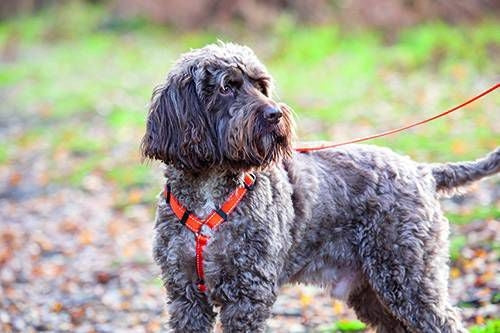 Shires Digby Fox Webbing Dog Harness