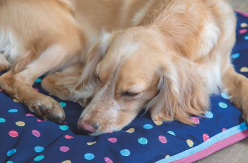Shires Digby Waterproof Dog Bed