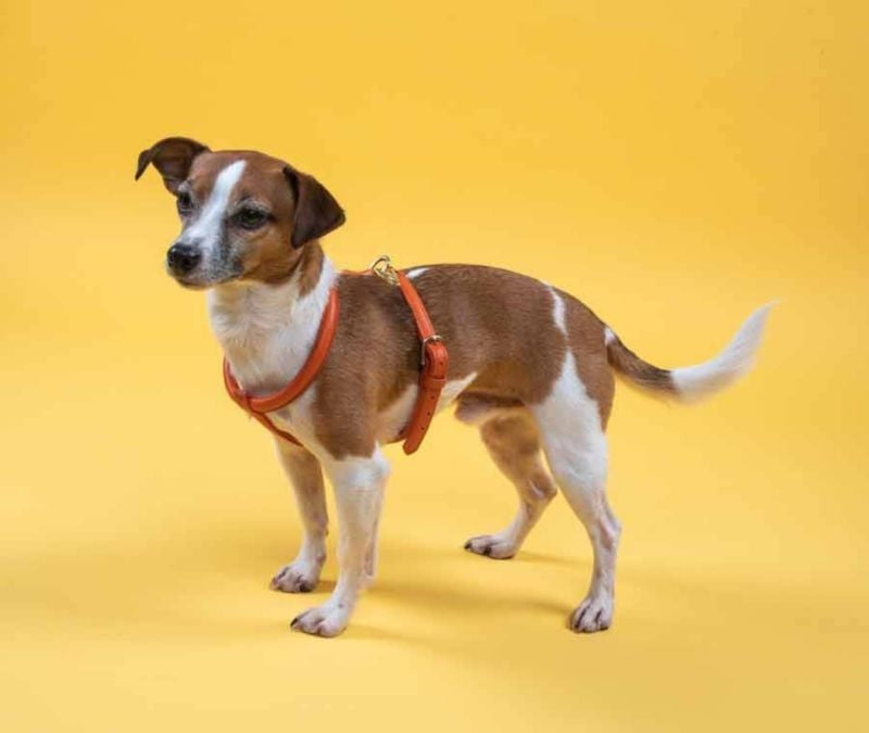 Shires Digby Rolled Leather Harness
