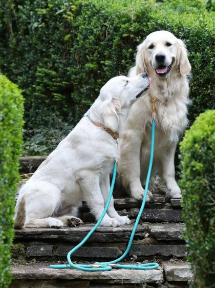 Shires Digby Fox Reflective Dog Lead