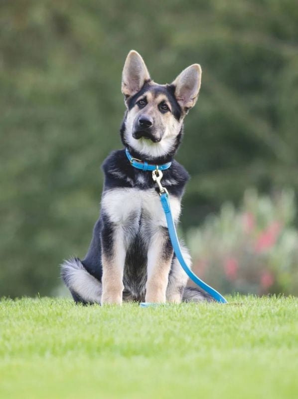 Shires Digby Padded Leather Dog Lead