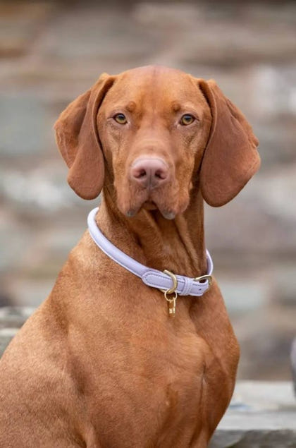Digby Fox Rolled Leather Dog Collar