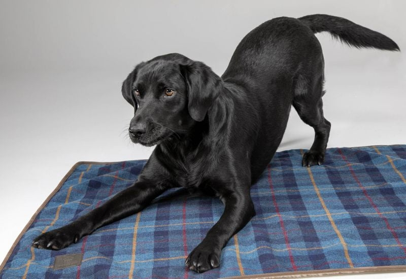 Shires Digby Fox Tweed Blanket